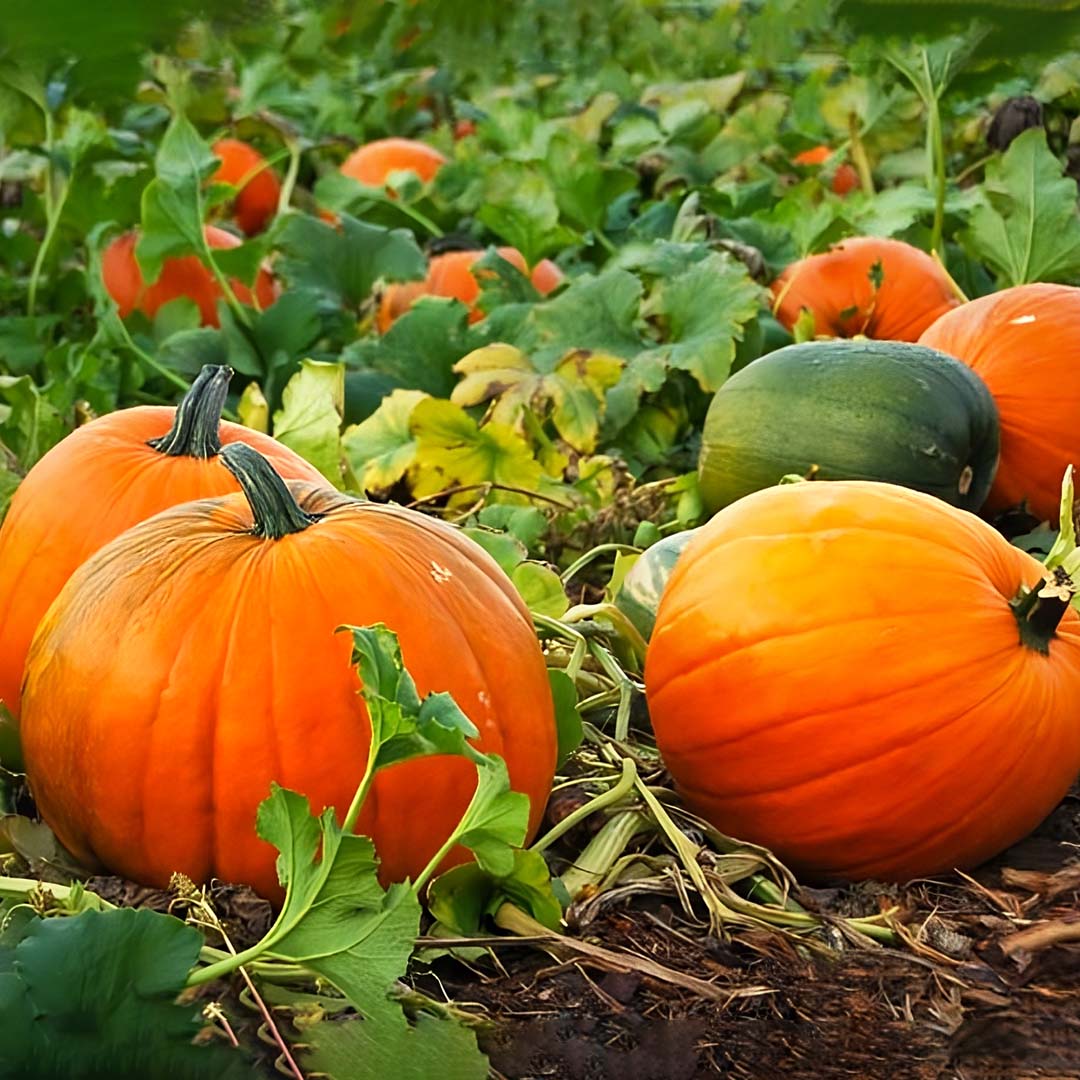 Sweet Pumkin